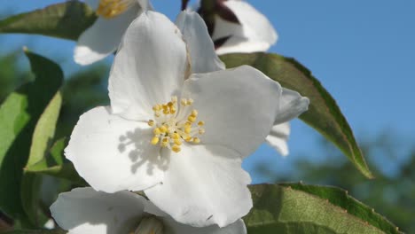 blooming white jasmine beautiful fragrant flowers