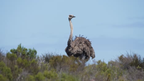 Plumas-De-Avestruz-En-El-Viento-De-Sudáfrica,-Vista-De-Distancia-Estática