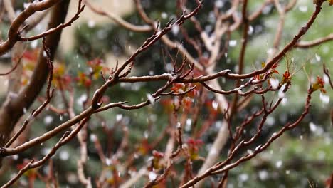 Primer-Plano-De-Una-Rama-Seca-Mojada-Por-Una-Gota-De-Lluvia-En-Un-Día-Lluvioso-Fresco-Y-Hojas-De-Otoño-De-Color-Rojo-Anaranjado-En-Un-Paisaje-Urbano-En-Una-Calle-Del-Centro-De-Teherán,-Irán,-Cielo-Nublado