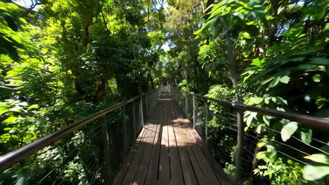 jungle suspension bridge