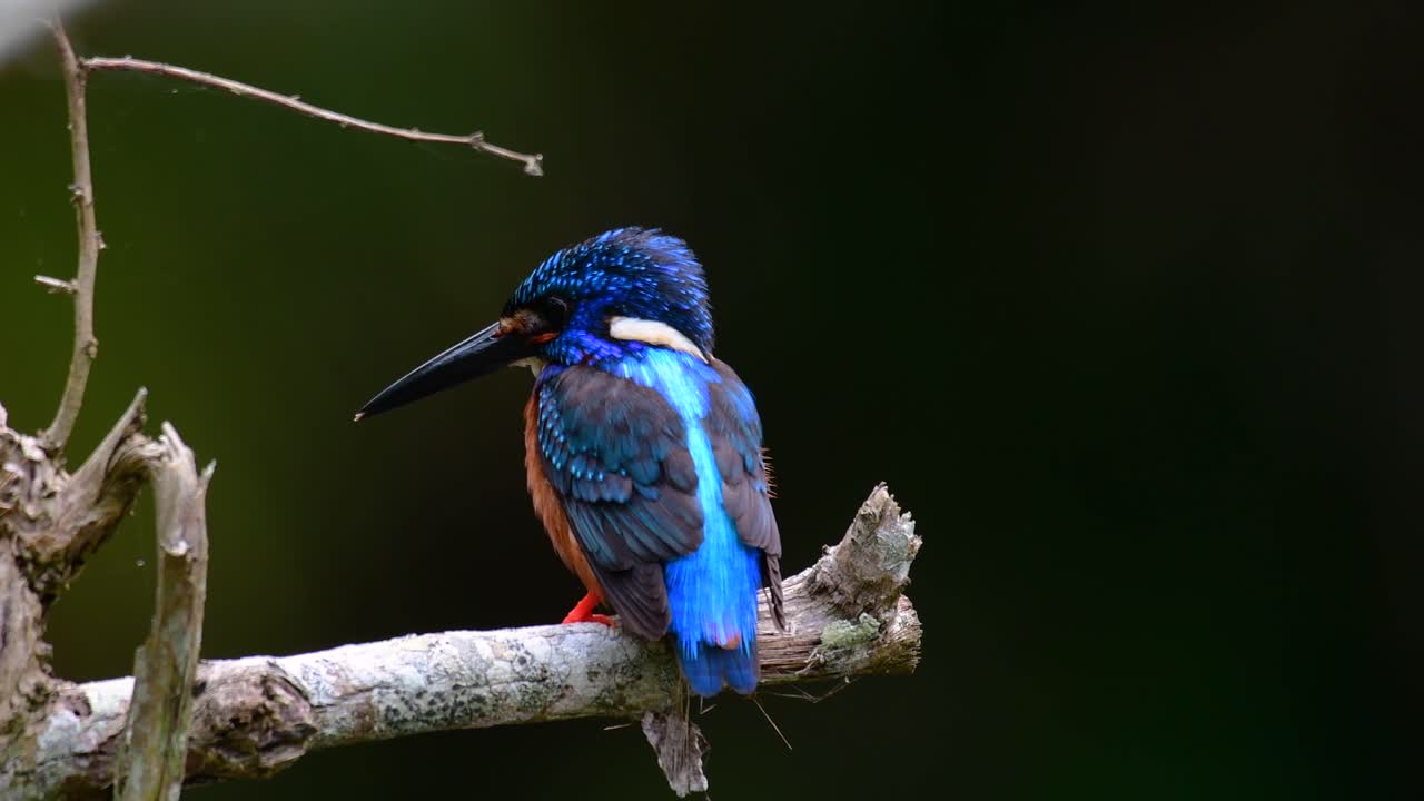 el martín pescador de orejas azules es un pequeño martín pescador que se encuentra en tailandia y es buscado por los fotógrafos de aves debido a sus hermosas orejas azules, ya que es una pequeña, linda y esponjosa bola de plumas azules de un pájaro