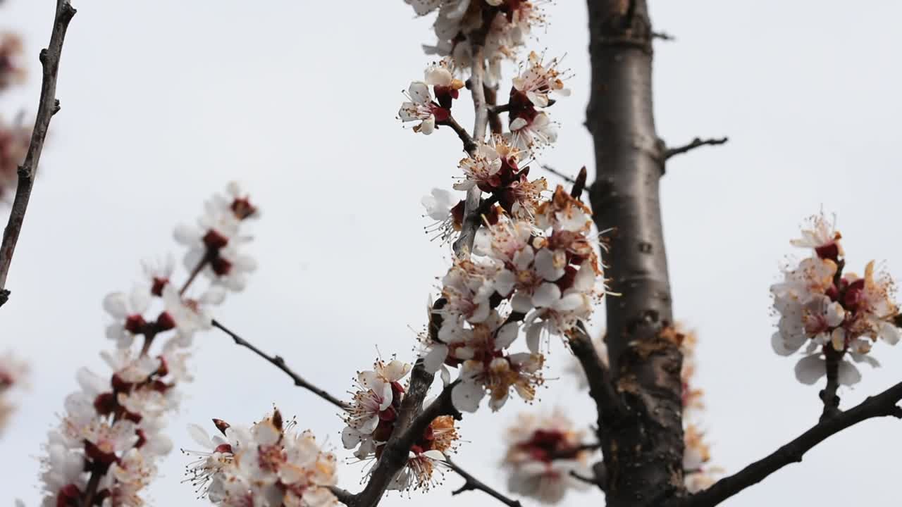 Api che impollinano i fiori di un albero di albicocco in fiore