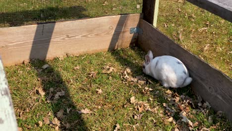 couple of white rabbit playing in wooden fence cage