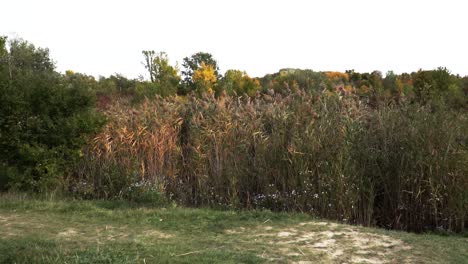 Avance-Lento-Hacia-Las-Hermosas-Plantas-De-Totora-En-Entornos-Otoñales-Con-Cielo-Blanco