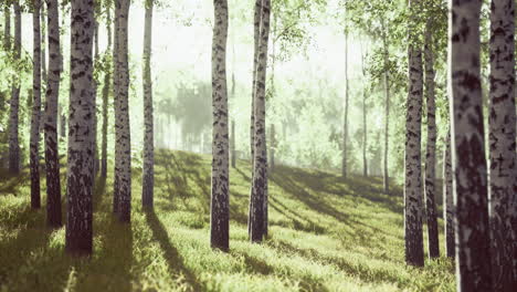 sunlight filtering through tall birch trees in a serene forest