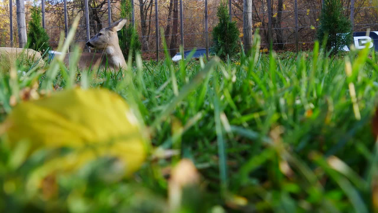 cierva joven, acostumbrada a la gente