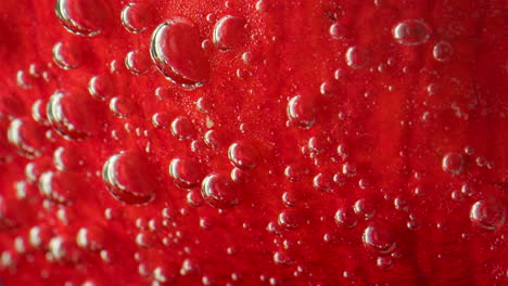 close-up of a red flower petal with bubbles