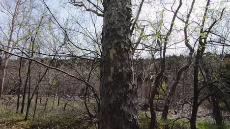 tilt-up alligator juniper tree to the top of knarled branches and sparse new leaves.