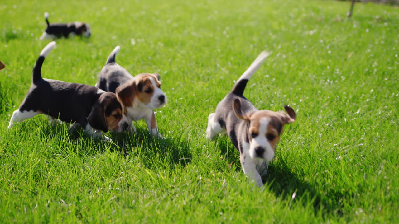 Allegri piccoli cuccioli di beagle che corrono sull'erba verde.