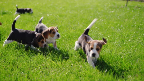 happy little beagle puppies running on green grass