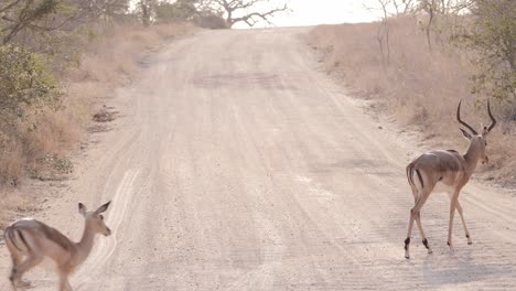 a herd of beautiful impalas quietly crosses the road, crossing impalas