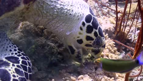 hawksbill turtle at koh tao-5