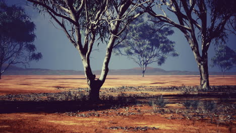 desert landscape with sparse trees and colorful ground at dusk