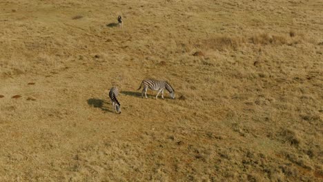 Zwei-Zebras-Grasen-Am-Wilden,-Kalten,-Windigen-Morgen-Auf-Wintergras