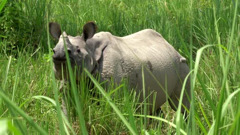a one horned rhino almost hidden in the tall grasslands of the chitwan national park in nepal as it is walking