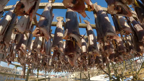 Close-tilt-up-descending-pedestal-shot-of-fish-drying-on-outdoor-wood-racks-revealing-a-village-with-mountains-in-the-background-in-winter,-on-a-sunny-day,-handheld