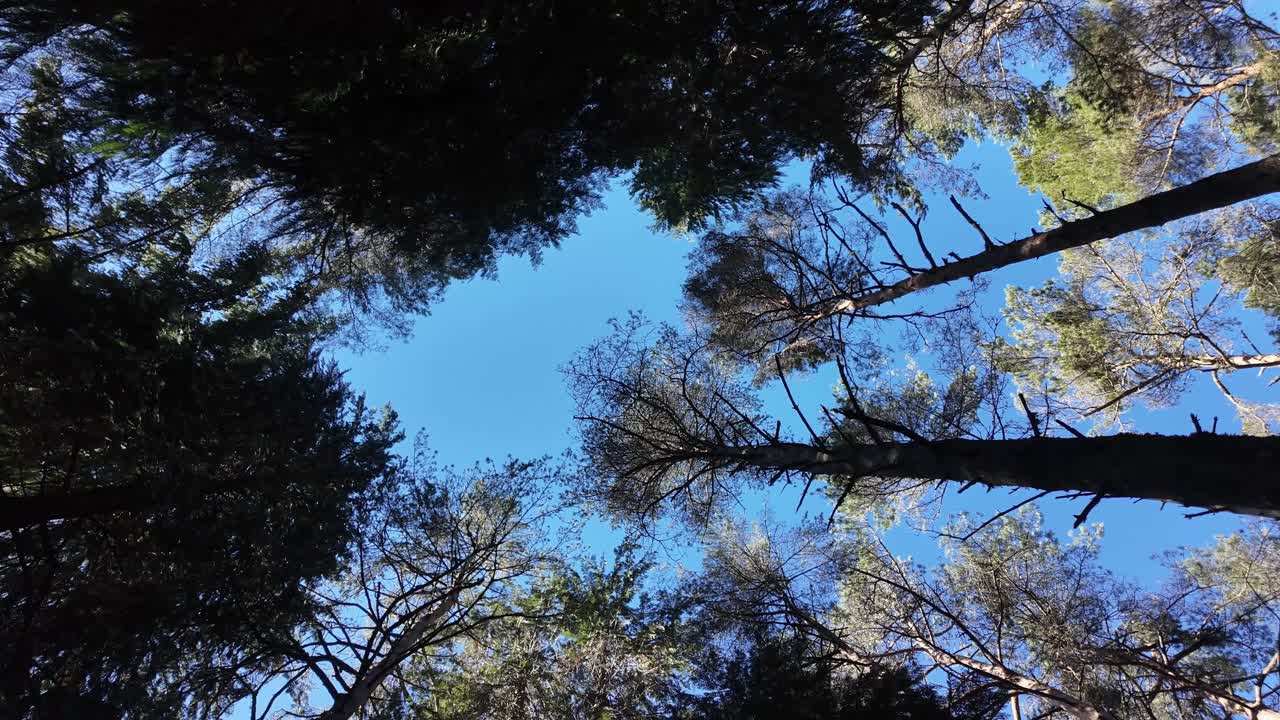 Forest canopy gimbal rotation shot