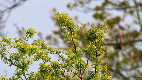 Bäume,-Äste-Mit-Efeu-Bedeckt