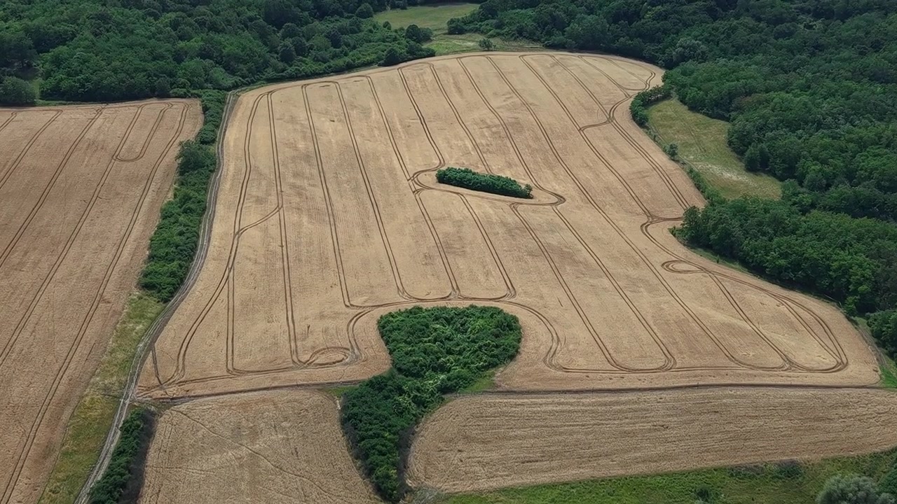 An expansive aerial view reveals golden agricultural fields bordered by dense green forests under a clear summer sky, showcasing organized patterns of cultivation.