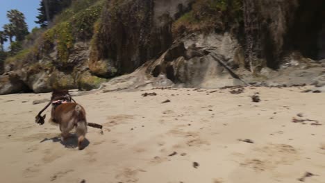 Schöner-Strand-An-Der-Küste-Kaliforniens-Mit-Spielendem-Hund-–-4K-Bewertung