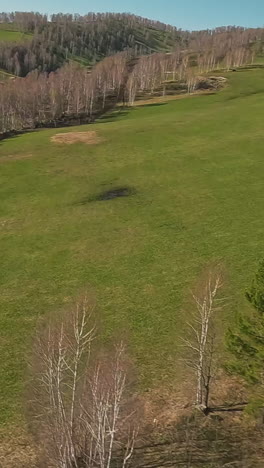 large green field with fence near bare autumn birch forest on warm day aerial panorama. picturesque rural landscape with lush meadow in hilly valley