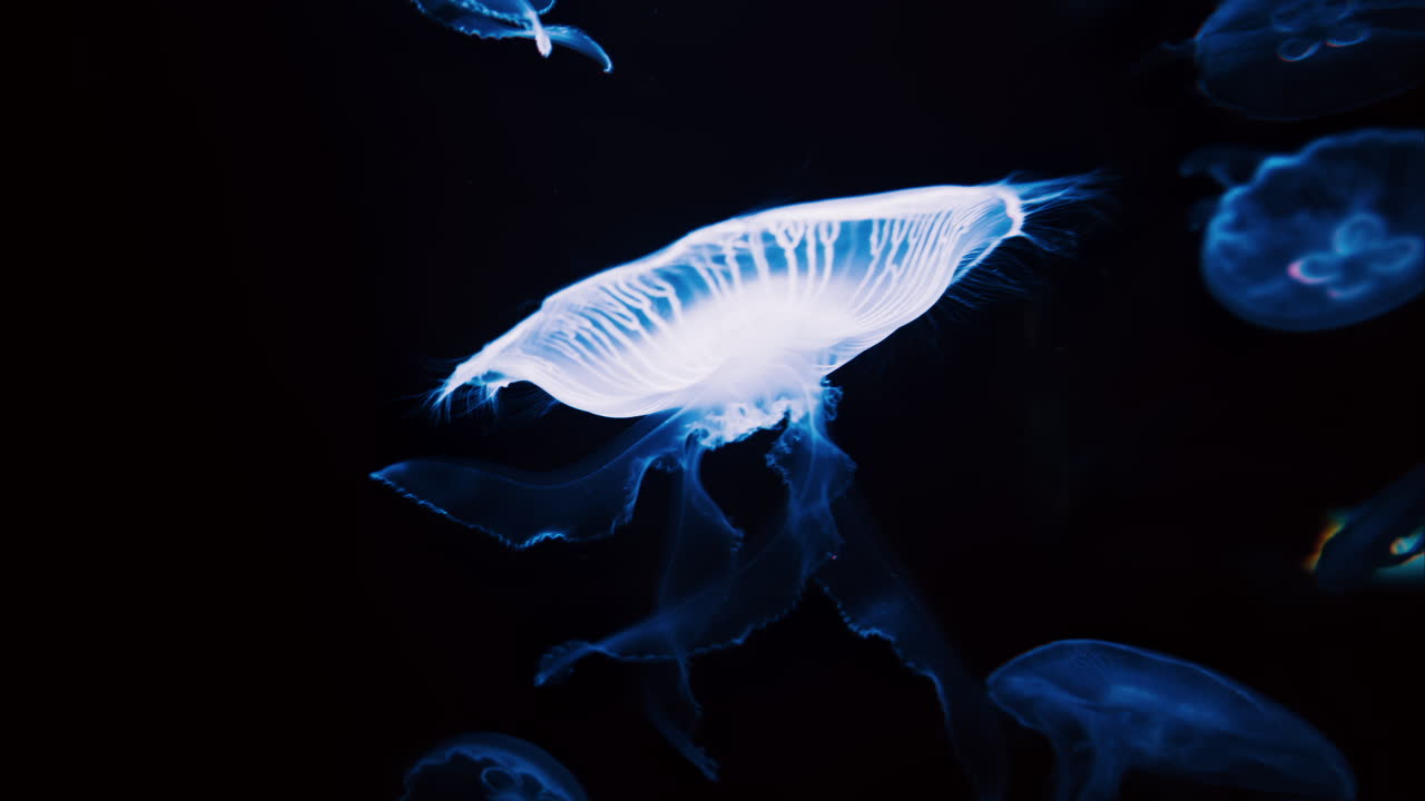 Close up of Moon jelly swimming in the pitch black water