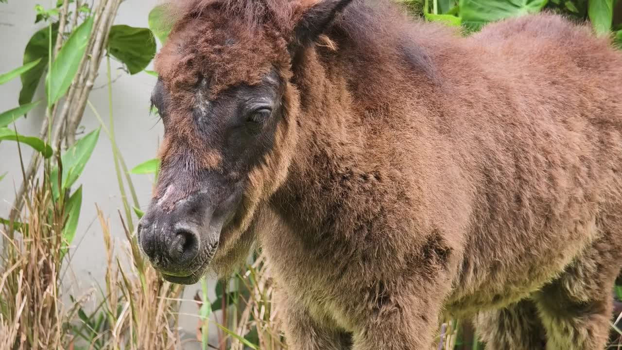 pequeño caballo marrón