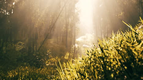 golden sunlight streaming through a forest