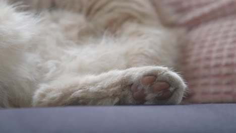 closeup of a cat's paw