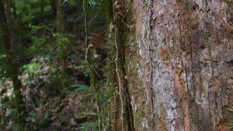 primer plano de la corteza de los árboles en la selva tropical