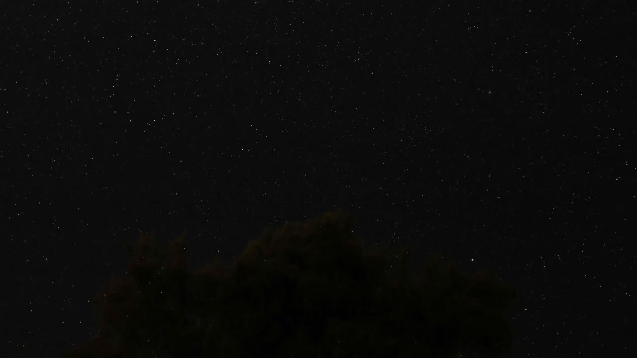 어두운 나무 실루 위에 있는 별들의 조용한 풍경