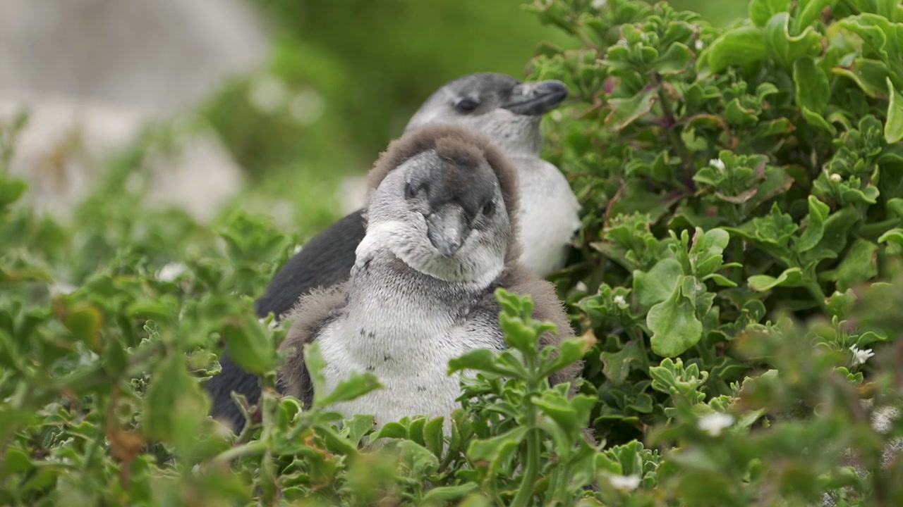 Due soffici pulcini di pinguino africano si rannicchiano silenziosamente tra bassi arbusti verdi sull'Isola degli Uccelli nella Baia di Algoa