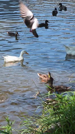 A mixed flock of wild mallards and white domestic Pekin ducks swim and float together in the water of the Yangjaecheon stream, a popular urban wildlife habitat in a city park in Seoul, South Korea