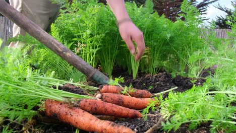 man working in a garden organic orchard, harvesting carrots