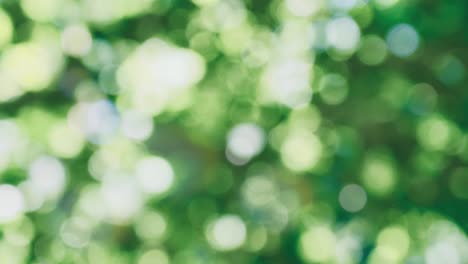 Green background and moving bokeh image