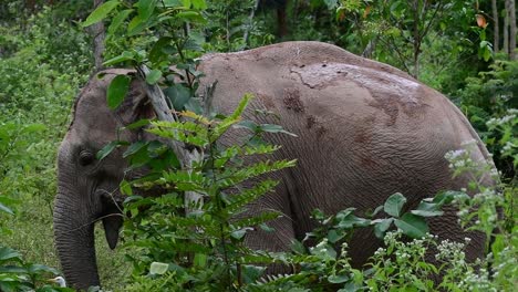 the asiatic elephants are endangered species and they are also residents of thailand