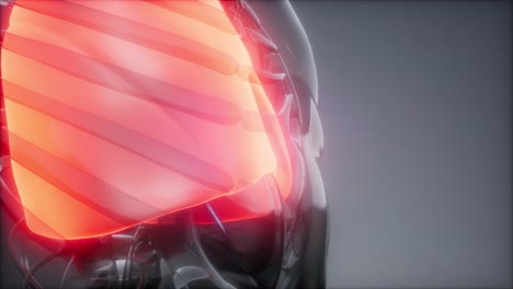 examen radiológico de los pulmones humanos