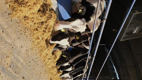 feeding, caring, and milking: the essentials of dairy farming