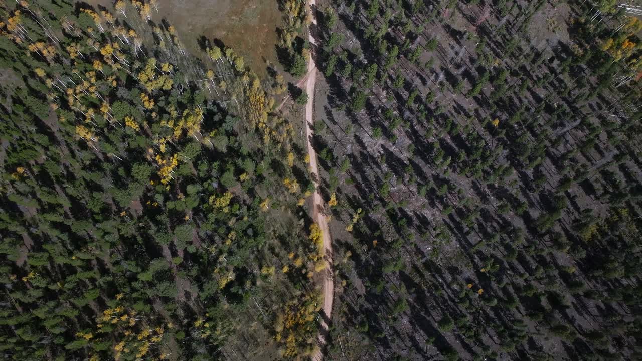 Aspen Tree Forest Mount Shavano Buena Vista Salida Colorado fall autumn sunny 4wd AWD dirt road birdseye view aerial drone viewRocky Mountains Sawatch Range Chaffee County nature landscape upwards