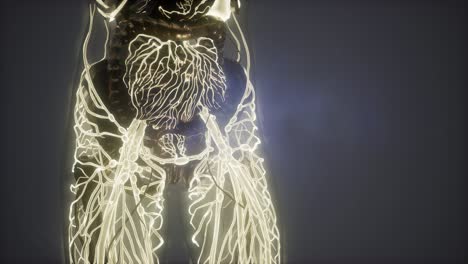 Human-Body-with-Glow-Blood-Vessels