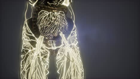 cuerpo humano con vasos sanguíneos brillantes