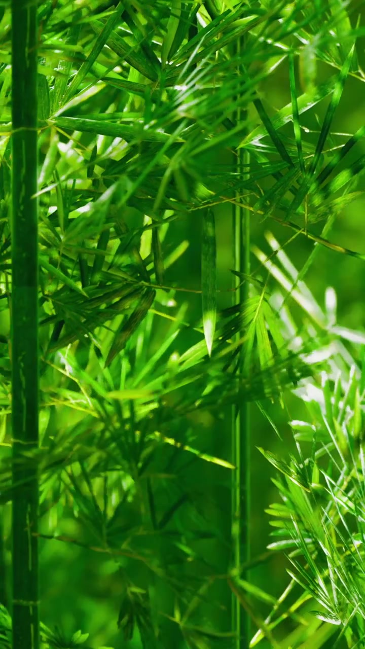 Foglie illuminate dal sole creano un fitto sfondo verde in un ambiente naturale