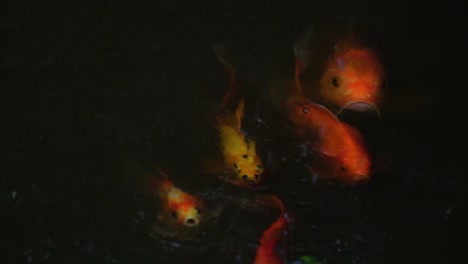 group of golden yellow orange fishes swimming together in one direction different sizes split at the end looking begging for food slow motion water drops falling down dark waters shinning vibrant