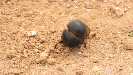 A-female-dung-beetle-is-rolling-a-dung-ball-over-rough-terrain-when-she-is-attacked-by-a-larger-male-who-attempts-to-steal-it