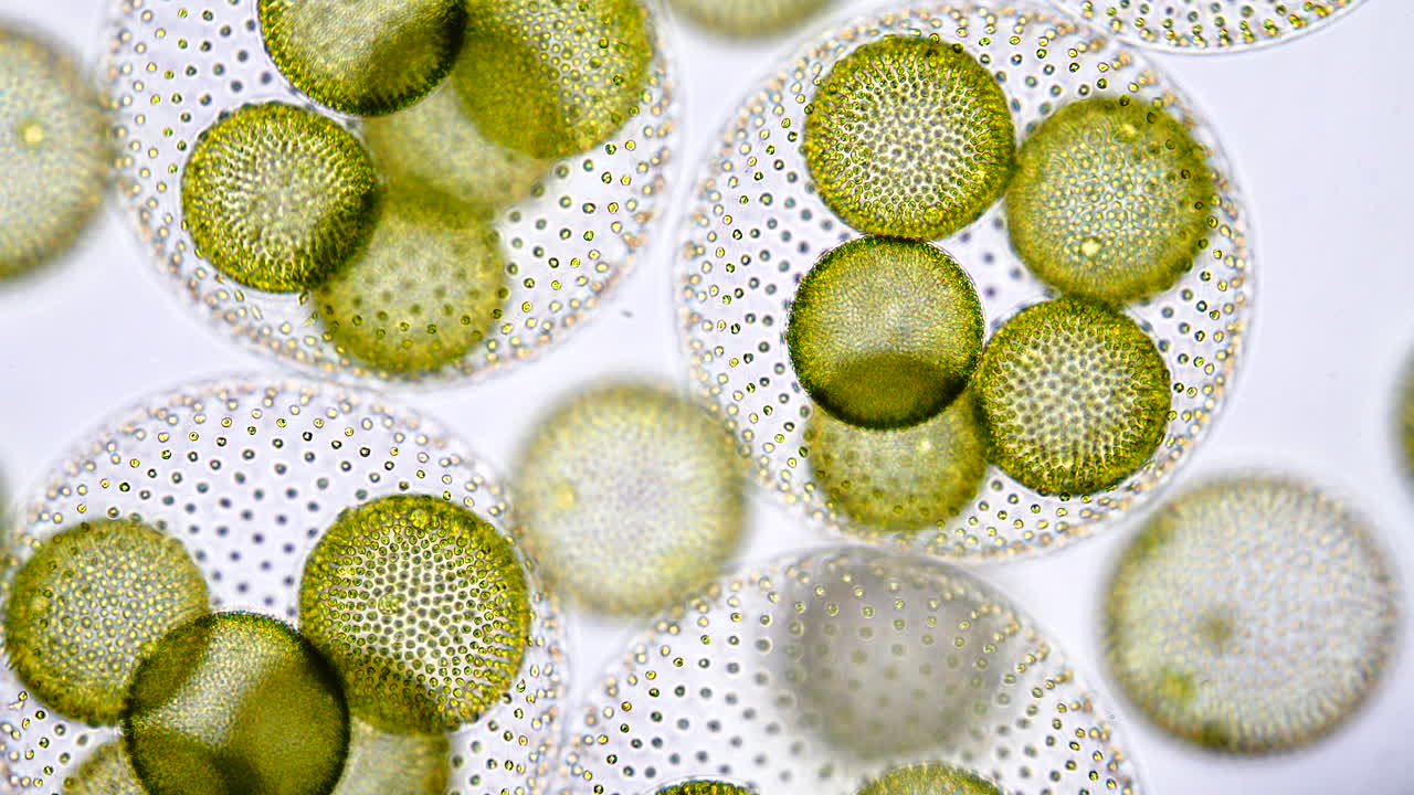 Microscopic View of Green Volvox Algae Colonies