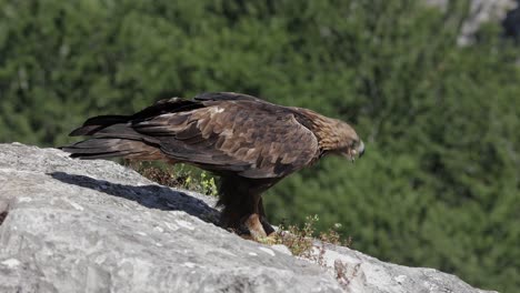 aquila chrysaetos wild bird siting on rocky cliff in nature