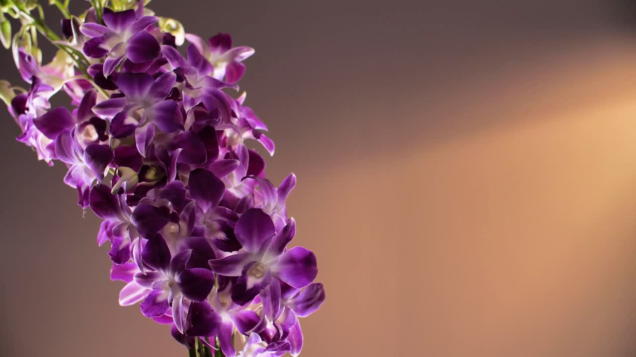 4k hermosa orquídea púrpura fresca, de cerca
