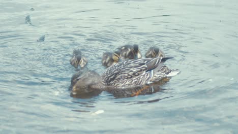 mallard ducking dives under water beside mother duck