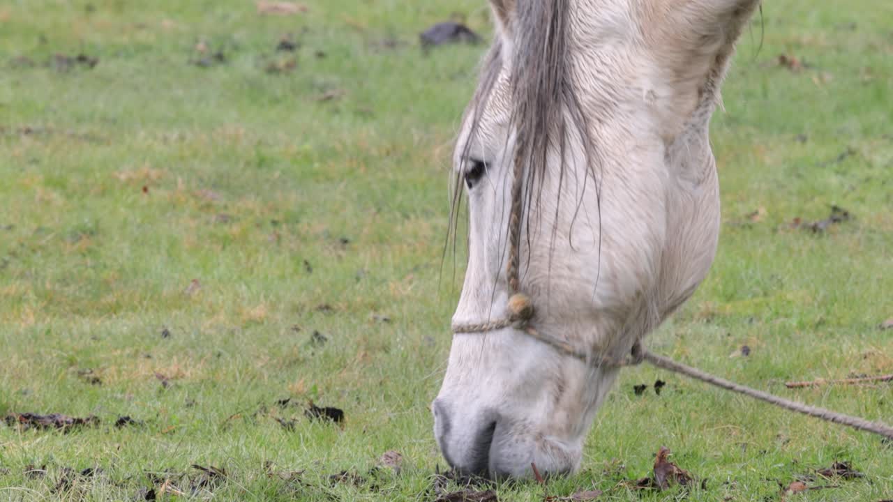 cabeza de caballo blanco comiendo hierba corta limpia