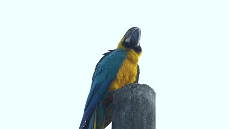 beautiful blue and gold macaw bird perched on wooden pole, slow motion